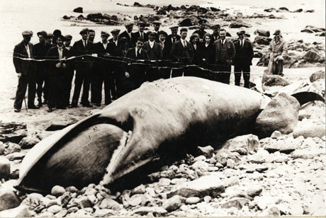 Photograph of the body of a whale washed up on the beach at Blackhall; the body of the whale is in the foreground and twenty five men and women may be seen behind the body looking at it; at the back of the group is a policeman