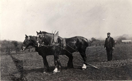 Photograph of two shire horses pulling an implement across a field followed by a man in a beard, wearing a jacket and a cap; the photograph is described as Harrowing at Castle Eden; the horses and their harness and the implement can be seen clearly