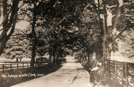 Postcard photograph entitled The Avenue, Castle Eden. 2160, looking along a highly wooded country lane into the distance; a small indistinct figure can be seen in the distance