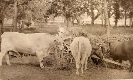 Photograph of two bulls and a cow feeding from hay in a cart in a field with woodland behind them in Castle Eden