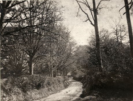 Photograph showing a narrow country road curving away to the left with high hedges and thick woodland on either side of it at Castle Eden