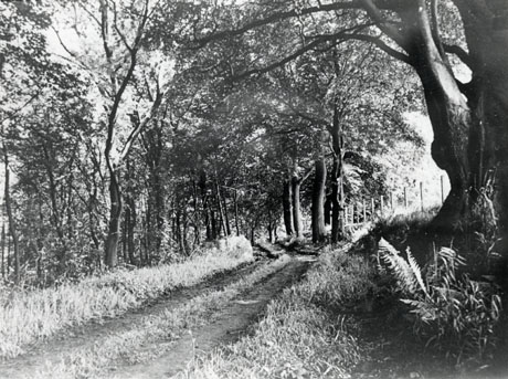 Photograph showing a track between trees with a fence on the right-hand side in Castle Eden Dene