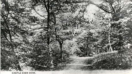 Postcard photograph entitled Castle Eden Dene showing a path through woodland leading away from the observer to the right