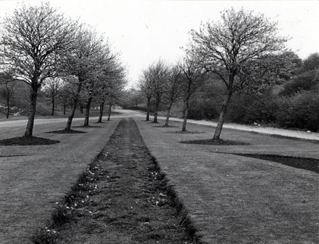 Photograph of an avenue of trees set in lawns, with a flower bed between them, leading away from the camera; the photograph is described as Memorial Avenue, Welfare Park, Easington Colliery