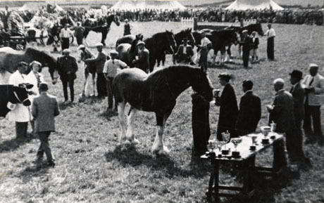 Photograph described as Annual Show South Durham Shield, showing a showground with marquees in the distance and crowds lining the open space on which cattle and horses are being shown; in the centre of the picture a horse is standing in front of a table bearing cups and a woman is giving a cup to a figure standing at the horse's head; other horses can be seen standing in a line in the background