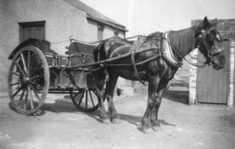 Photograph of a horse harnessed to a two-wheeled trap; the horse and trap are standing in front of an outbuilding and the side of a house, which has been identified as being in Haswell
