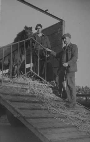 Photograph of a middle-aged man standing on a ramp of a horse box with his hand on a barrier which is stopping a horse from walking down the ramp; a young man is standing behind the barrier with the horse; they have been identified as Gordon and Albert Connroy