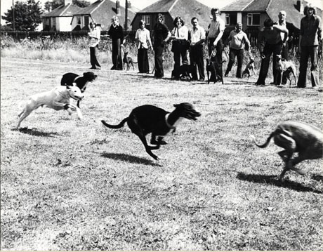 Photograph showing four whippets in the foreground running from left to right of the picture; behind them eleven men are standing watching the dogs race; behind the men are semi-detached houses of the middle of the twentieth century
