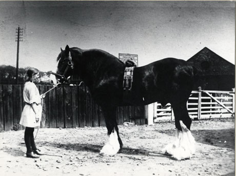 Jane Bentley With County Stallion