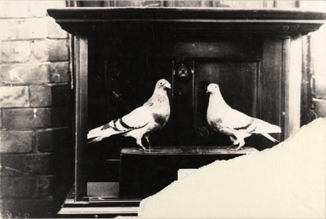 Photograph of a square wooden plaque with a wooden plinth at the front on which two model pigeons are standing; the photograph has been damaged so it is impossible to see the notice on the front of the plinth; the photograph has been described as Pigeon Trophy Horden