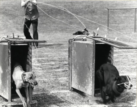 Photograph of two whippets emerging from traps at the start of a race; part of the figure of a man holding the ropes with which he has opened the traps can be seen at the back of the photograph; the photograph has been identified as showing whippet racing at Horden