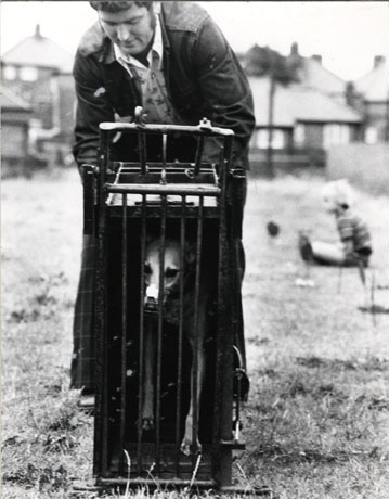 Photograph of a whippet in a trap before the beginning of a race; the dog can be seen in the trap and a man can be seen behind the trap bending over the trap; the race has been identified as taking place in Horden; indistinct houses and an indistinct child can be seen behind the man and the dog