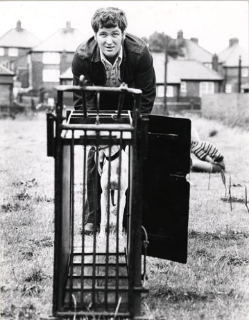 Photograph of a man about to put a whippet in a trap before a race; the face and torso of the man can be seen but the dog is obscured by the trap; houses, and a child sitting on the grass, behind the man can also be seen; the photograph has been identified as being taken in Horden
