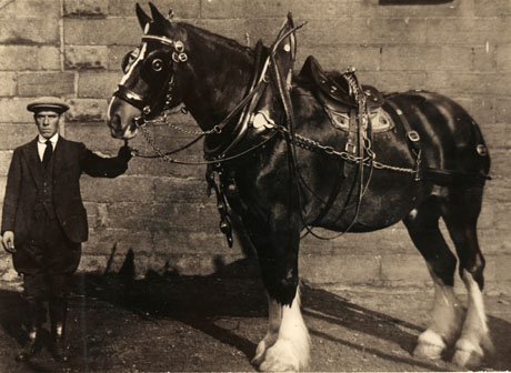 Photograph of a man wearing a jacket, waistcoat, cap, and jodhpurs holding the bridle of a large horse; the man is facing the camera and the horse is standing sideways to the camera; they have been identified as Horden Man With Easington Council Horse