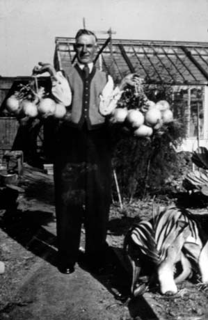 Photograph showing a man standing in a garden or allotment, with a bed with large leeks lying on it, at the right and a greenhouse behind; the man is dressed in a cardigan and tie and is holding bunches of large onions in both hands; he has been identified as Arthur Pratt in his garden in Horden