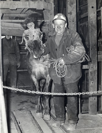 Photograph showing a man in work clothes and helmet holding the reins of a pit pony, which is wearing blinkers; they are standing in what appears to be a lift; another man can be seen standing in the background; the colliery has been identified as Murton