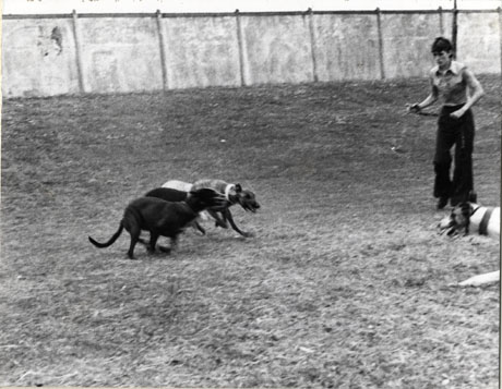Photograph of three dogs in the centre of the picture,running from left to right; on the right is a young man and the head of another dog; behind the dogs and man is a fence; the dogs have been identified as whippets