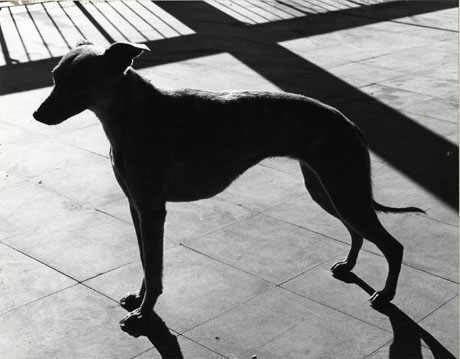 Photograph in profile of a dog, possibly a whippet; the dog is in shadow and behind it there are the shadows of a fence and a pole