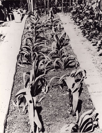 Photograph of a bed of soil in which two rows of leeks are growing; the oblong bed is running away from the camera; the photograph has been identified as Growing Prize Leeks, Thirlmere Road, Peterlee