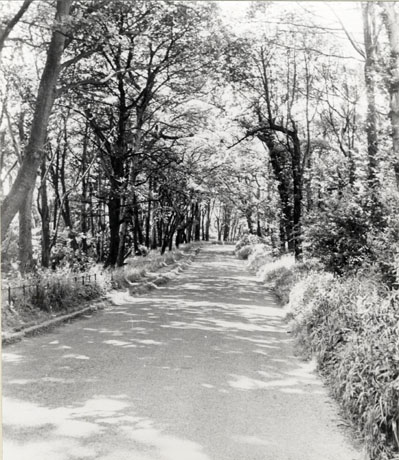 Photograph of a narrow road, bordered by trees and hedges, running away from the camera; it has been identified as Lord Byron's Walk, Seaham