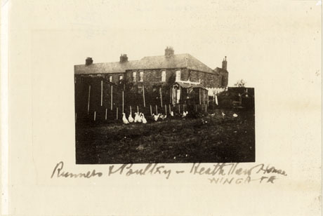 Photograph with the following caption written in ink on it: Runners and Poultry- Heath View House Wingate, showing the foreground a grassed space with geese nad hens in it; it also contains poles planted in the ground, a hut and an elderly man wearing a suit, a cap and smoking a cigarette; behind the garden the first floors of a large house and other houses can be seen; the photograph has been further described as Back Gardens, Heath View, Station Town, 1940
