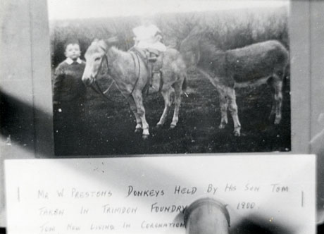 Photograph showing a small boy, aged approximately six years, with two donkeys; under the photograph the following is written: Mr. W. Preston's Donkeys held By His Son Tom Taken In Trimdon Foundry [In] 1900 Tom Now Living In Coronation; the photograph has been described as Preston Cuddy's Throat Trimdon Foundry